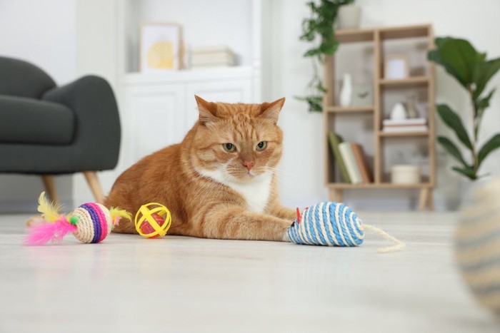床の上の猫とおもちゃ