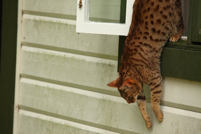 ペットフェンスのない窓から外に飛び降りる猫