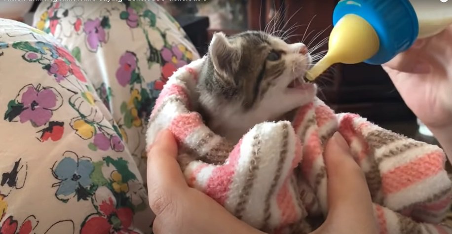 哺乳瓶を咥える子猫