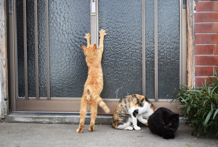 玄関先で二本足で立つ猫