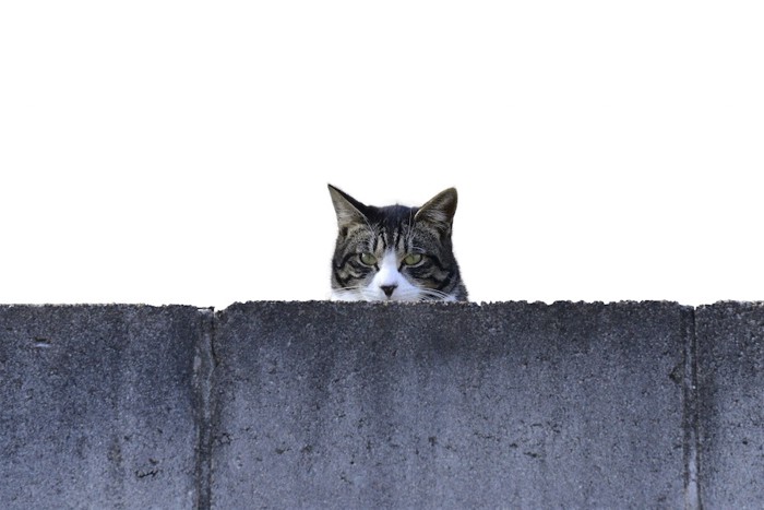 壁からこちらを監視する猫