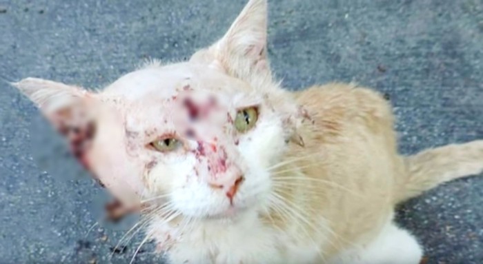 怪我をした猫の顔