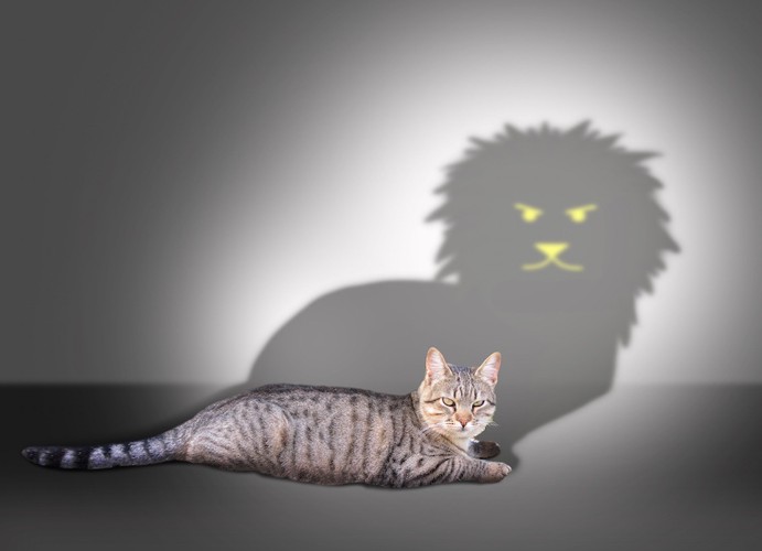 猫の影とライオン