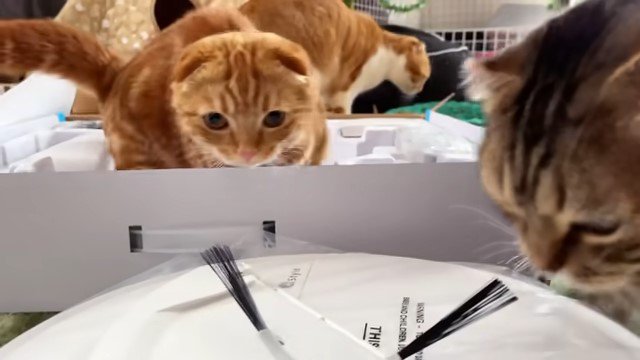 ロボット掃除機を見つめる2匹の猫
