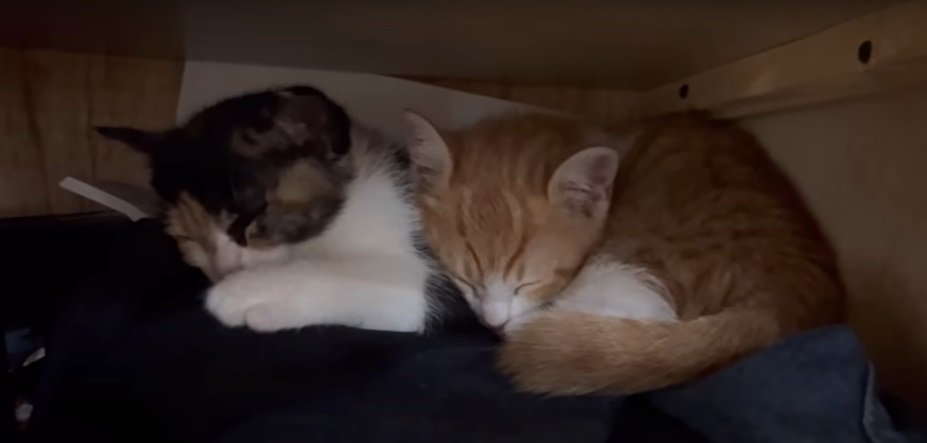 一緒に眠る子猫2匹