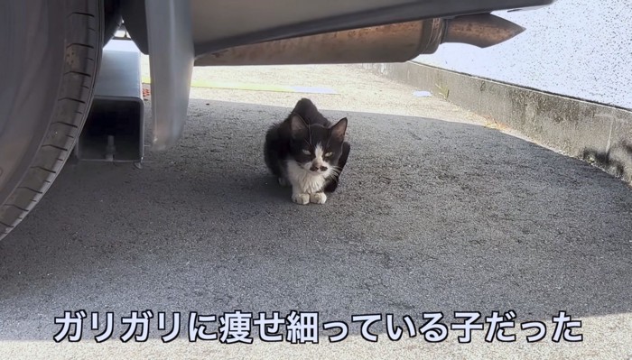 痩せた猫が車の下でじっとしている