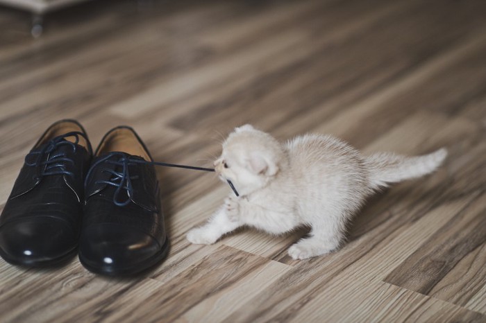 靴の紐を引っ張る子猫