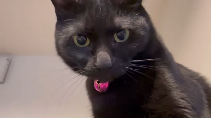 下を見る黒猫の顔