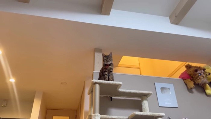 キャットタワーにいる猫