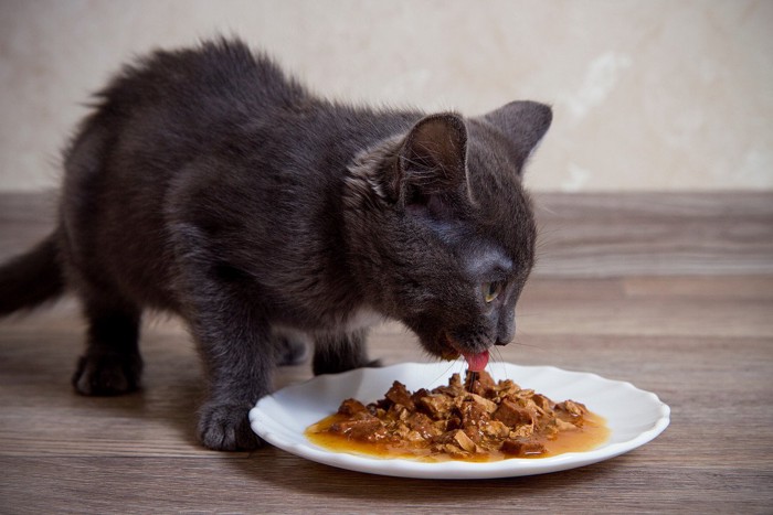 食事をする子猫