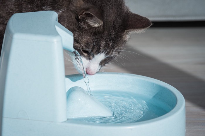 給水器から水を飲む猫