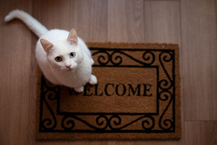 玄関先で迎える猫
