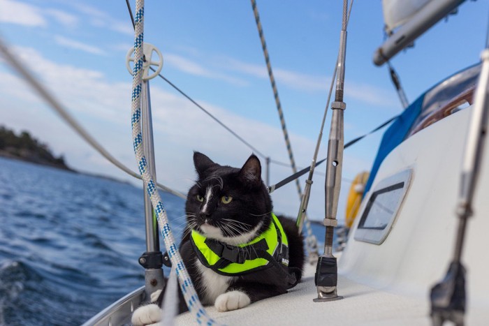 ボートに乗る猫