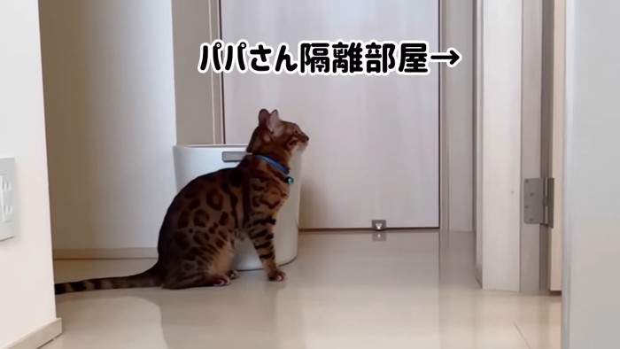 ドアの前に座る猫