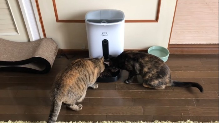 給餌器からご飯を食べる2匹の猫