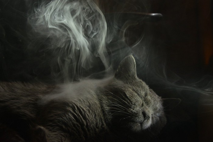 煙と猫