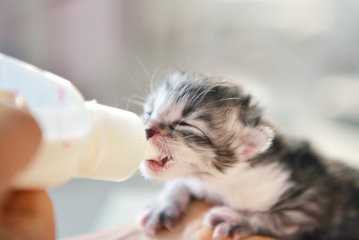 哺乳瓶で乳を飲む子猫