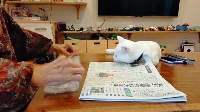 新聞の袋をたたむ老婆と猫