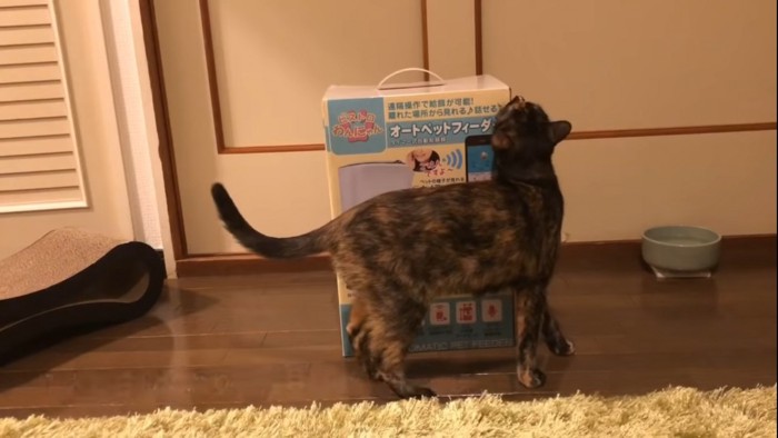 箱に興味を示す猫