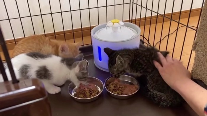 3匹の子猫がご飯を食べる姿