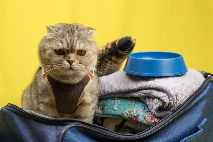 ハーネスをつけスーツケースに入る猫