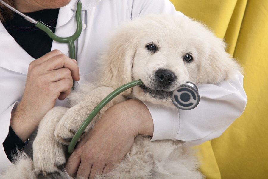 犬の死因のランキングワースト３について病気や治療法・予防法も解説