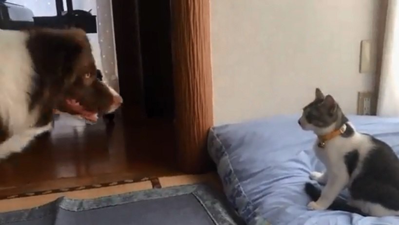 「そこは私のベッドですが」猫に取られてしまったイッヌさんの攻防戦