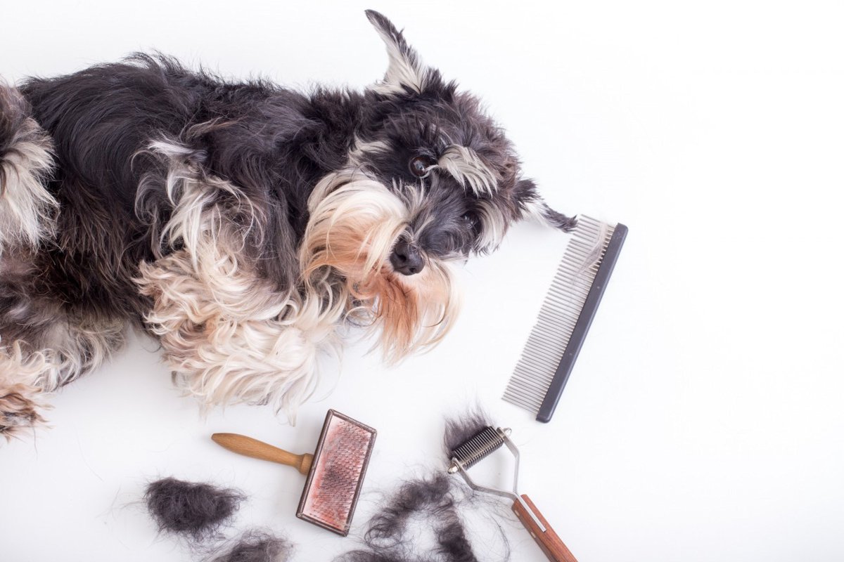 犬の抜け毛対策の悩みを解決！お手入れや掃除のコツ、役立つ商品