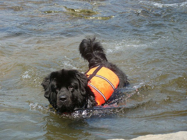 救助犬の災害現場での活動。犬の才能と訓練内容