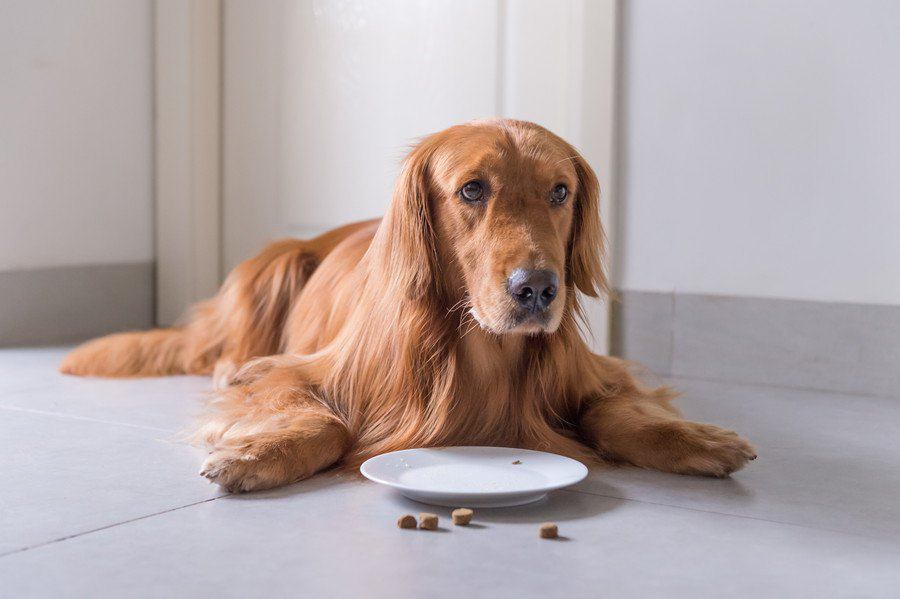 犬のごはんの食べ方が汚い！主な原因と対処法