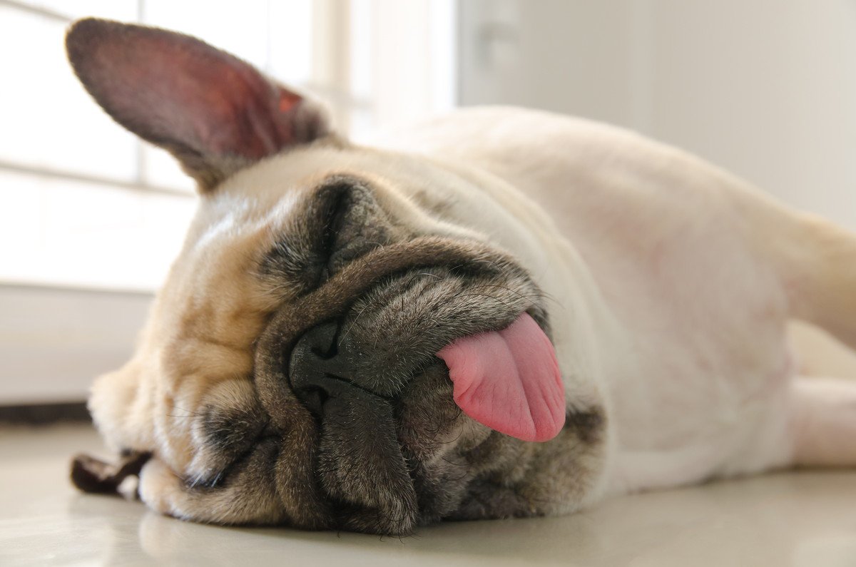 犬が舌を出しっぱなしにしている時の理由4選！注意すべき症状も