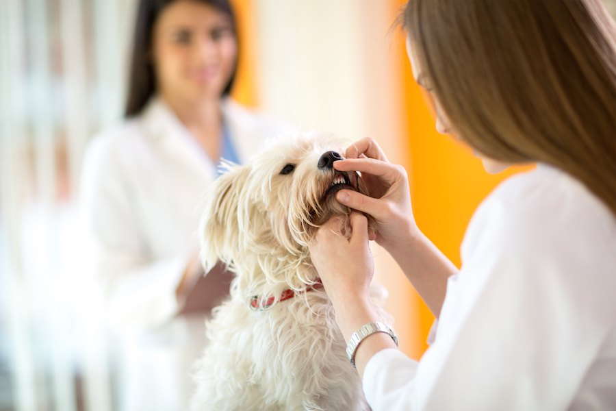 犬の口が開かない時に考えられる病気３選！治療法や予防法は？