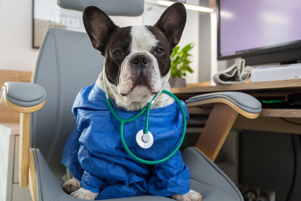 小型犬がかかりやすい病気3選！病院へ行くべき初期症状から対処法、予防対策まで 
