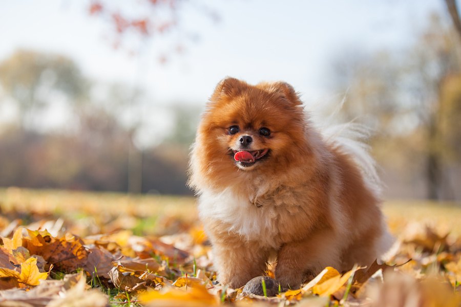犬が「秋」と「冬」に気をつけたい病気と予防