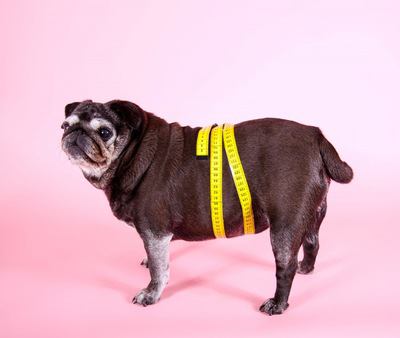太った犬の肥満チェックとダイエット方法
