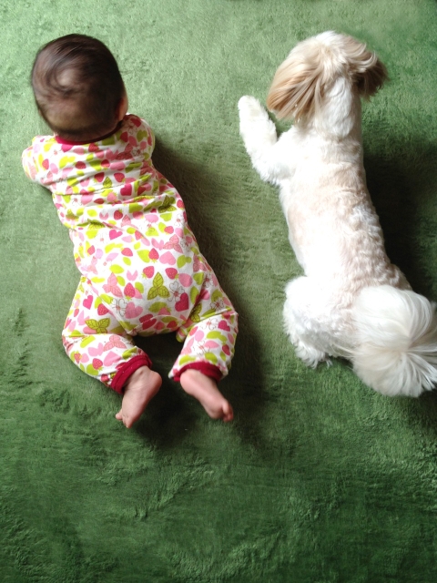 犬と赤ちゃんの同居生活