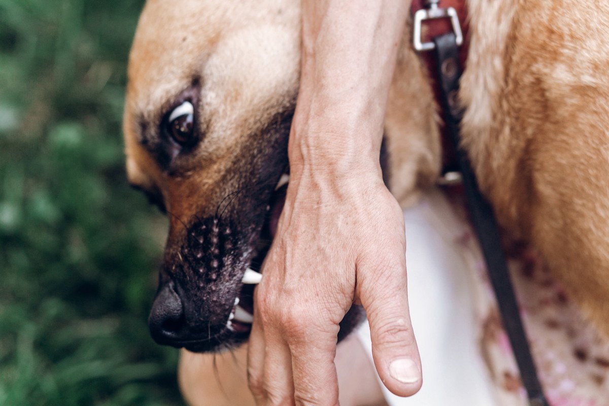 犬の『噛み癖』は直して！4つの危険な理由や甘噛みへの対処法も