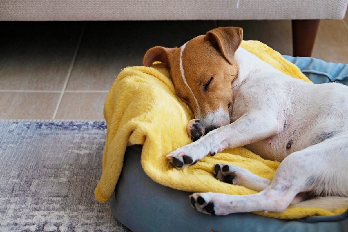 愛犬にとっての"快適なベッド"とは？　飼い主が意識すべき『３つのこと』