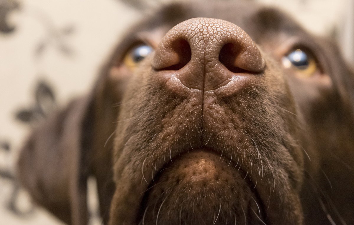 犬が人間のお尻のニオイを嗅ぐ心理３つ！意味は？やめさせるべきなの？