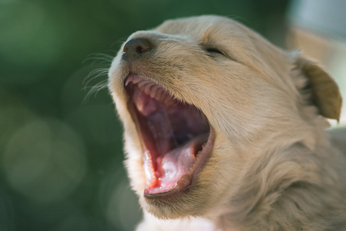 犬が「痛い！」と伝えている時の鳴き声4つ！危険な鳴き方や病気・怪我の見極め方まで