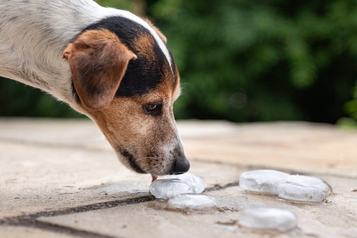 犬が『氷食症』になる原因3つ！症状や氷を与える時の注意点を解説