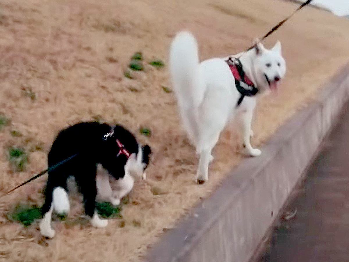大型犬と子犬を一緒に散歩させてみた結果…『犬社会のルール』を教えながら歩く姿が312万再生「お利口すぎ」「感心した」と驚きの声
