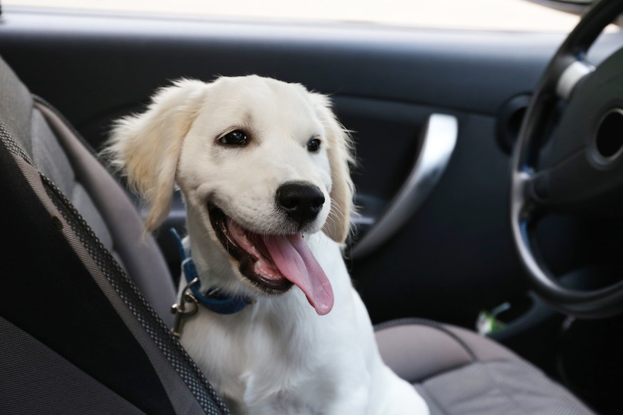 ドライブ中、犬を車内に固定しないとこんなに危険〜英国のアンケートから
