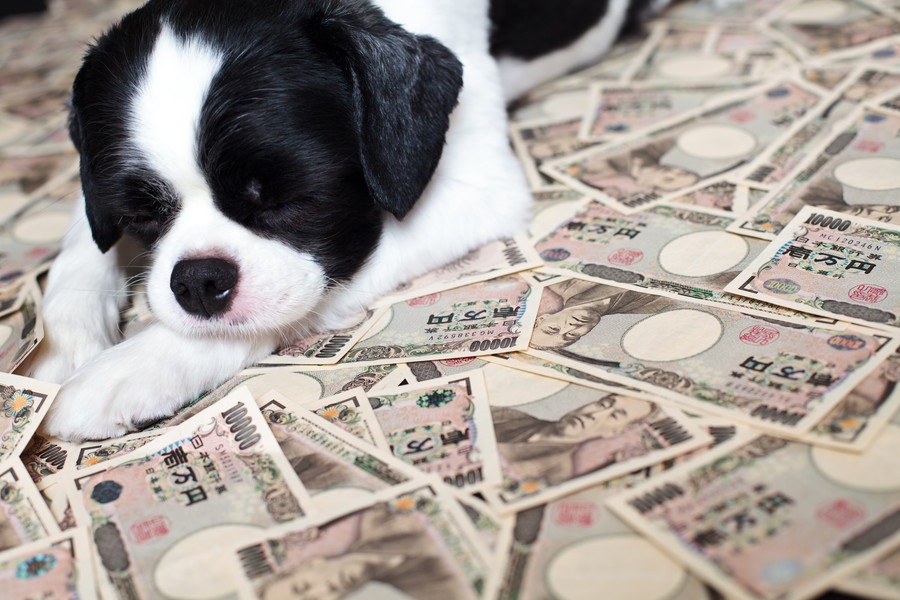 「お金がかかる犬」の傾向と対策