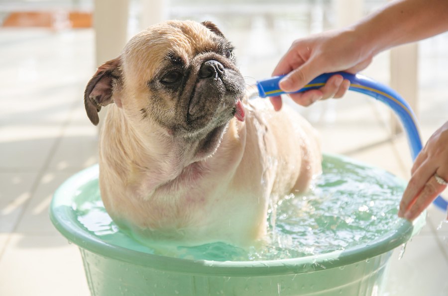 犬が水浴びを嫌がる理由と慣れさせる方法