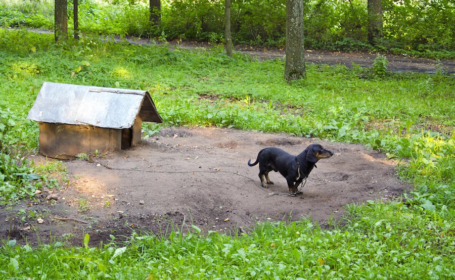 外飼いの犬のためにフェンスを提供する活動をする保護団体