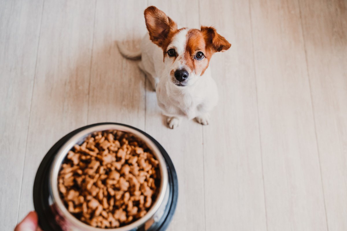 犬がいつまでも食べ物を欲しがる理由３つ！考えられるリスクとやめさせる方法