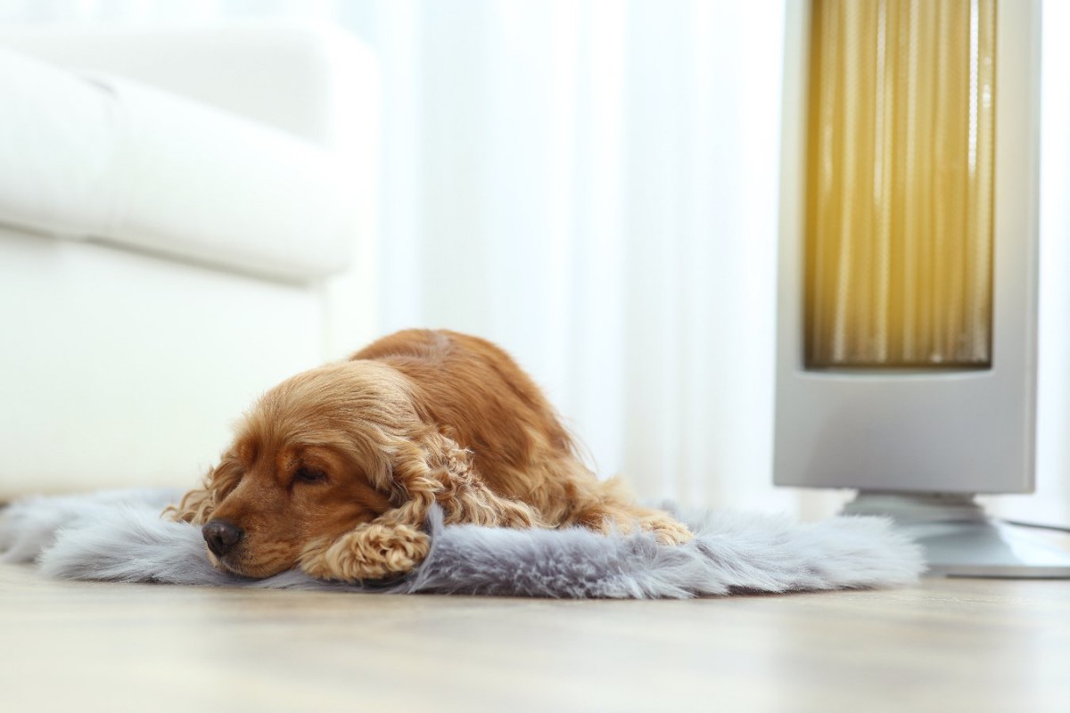 犬が亡くなる可能性がある「暖房の使い方」4つ　絶対NGな方法と正しく使うテクニック