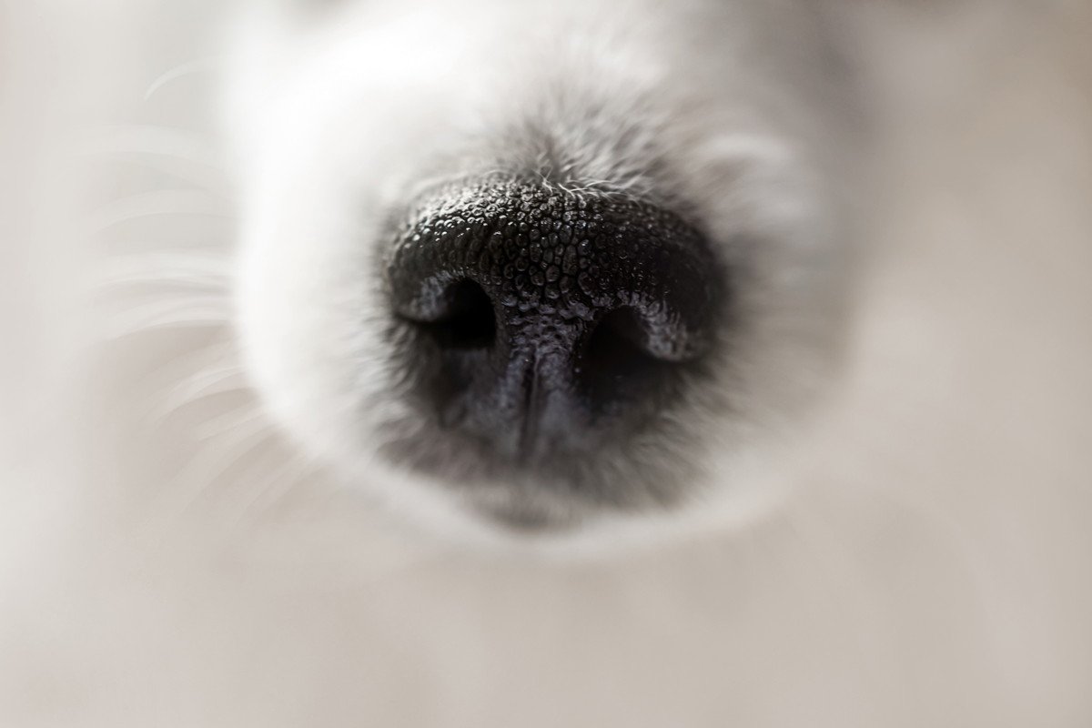 犬が新しい環境に行った時、ニオイを嗅ぎまくるのはなぜ？2つの理由を解説