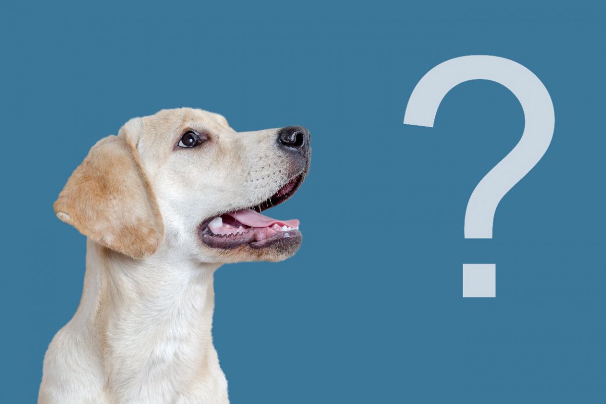 一般向け犬の遺伝子テストは本当に正確だろうか？【調査結果】